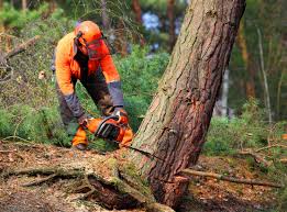 How Our Tree Care Process Works  in  West Mayfield, PA