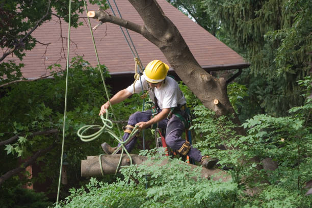 Seasonal Cleanup (Spring/Fall)