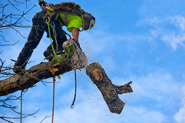 West Mayfield, PA Tree Care Company